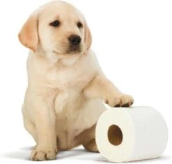 Scottex Toiletpapier - Kussenzacht Design Wc Papier - 84 Rollen 10 Scottex Toiletpapier - Kussenzacht Design Wc Papier - 84 Rollen -Thuis Winkel 1200x1142 2