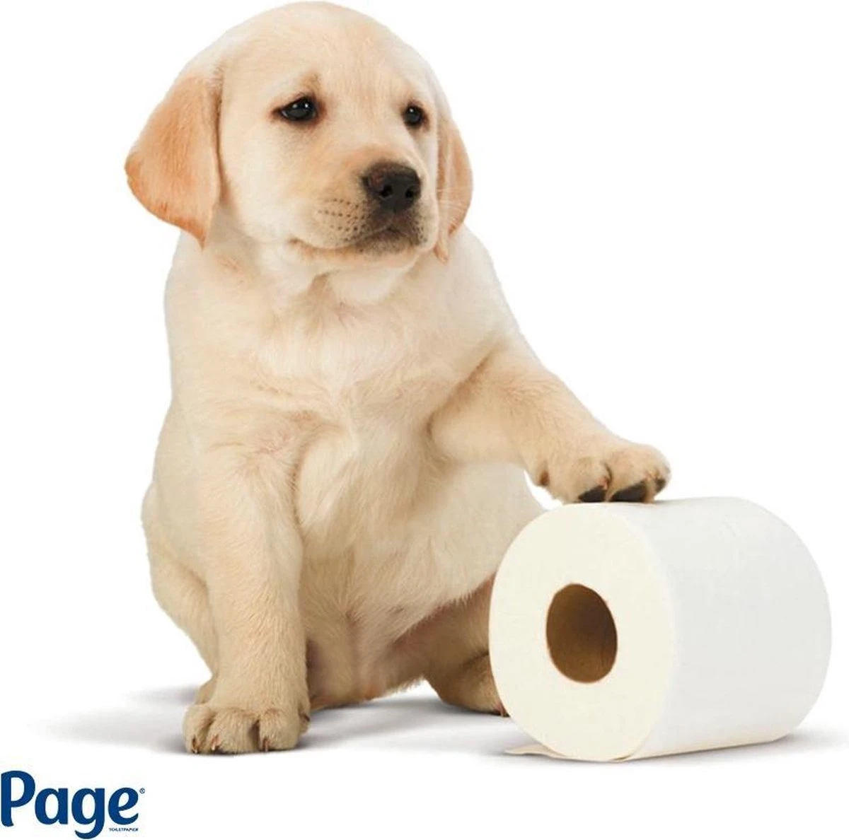 Page Toiletpapier - 96 Rollen - Compleet Schoon Wc Papier - Met Een Vleugje Katoen 4 Page Toiletpapier - 96 Rollen - Compleet Schoon Wc Papier - Met Een Vleugje Katoen - Afbeelding 2