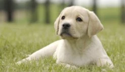 Page Toiletpapier - Eco - Duurzaam - 24 Rollen - Voordeelverpakking -Thuis Winkel 1200x697