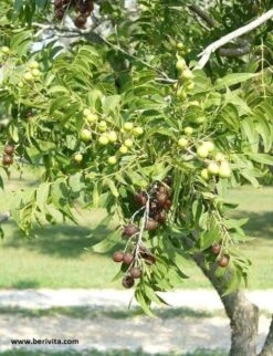 Wasnoten 750gr Met Waszakje - Zeepnoten - Natuurlijk Wassen 13 Wasnoten 750gr Met Waszakje - Zeepnoten - Natuurlijk Wassen -Thuis Winkel 920x1200