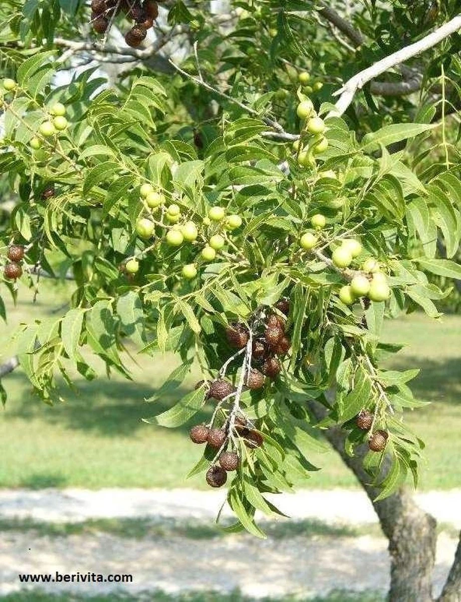 Wasnoten 750gr Met Waszakje - Zeepnoten - Natuurlijk Wassen 6 Wasnoten 750gr Met Waszakje - Zeepnoten - Natuurlijk Wassen - Afbeelding 4